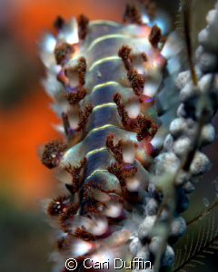 Who knew a Fire Worm could be so pretty?! by Cari Duffin 